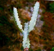 1051【不老松：二游海南纪实】临高长島兰湾的霸王鞭!！