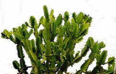 1051【不老松：二游海南纪实】临高长島兰湾的霸王鞭!！