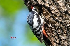 林中啄木鸟（68）