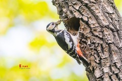 林中啄木鸟（68）