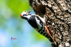 林中啄木鸟（68）