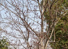 庐州印象（611）