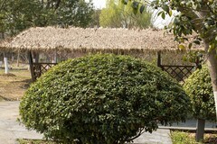 庐州印象（611）