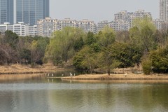 庐州印象（614）