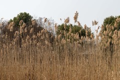 庐州印象（616）