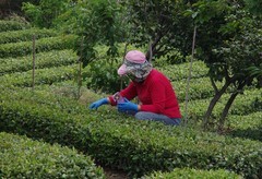 崂山茶
