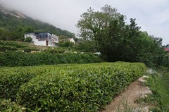 崂山茶
