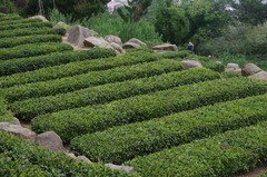 崂山茶