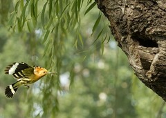 戴胜育雏（7）
