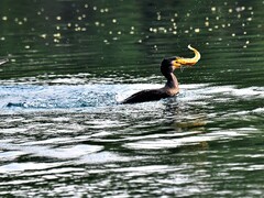 【视觉光影】明 湖 鸬 鹚 （5）