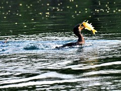 【视觉光影】明 湖 鸬 鹚 （5）