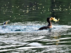 【视觉光影】明 湖 鸬 鹚 （5）