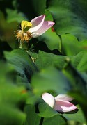 荷花 (74)