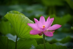 2025年第0511贴-夏日荷花拍（0727）