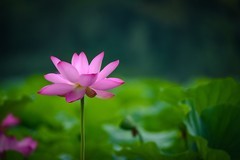 2025年第0511贴-夏日荷花拍（0727）