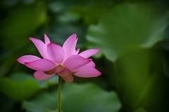 2025年第0511贴-夏日荷花拍（0727）