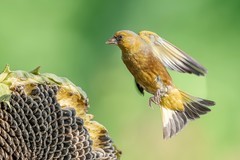 翅底流霞裁锦缎，胸间泼墨点春衣。