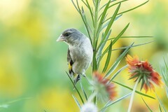 翅底流霞裁锦缎，胸间泼墨点春衣。