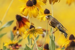 翅底流霞裁锦缎，胸间泼墨点春衣。