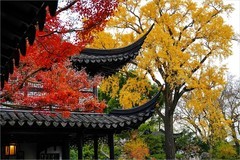 2025年第0853贴-苏州留园纪实旅拍（1211）