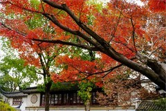 2025年第0853贴-苏州留园纪实旅拍（1211）