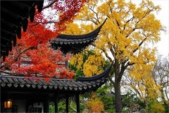 2025年第0854贴-苏州留园纪实旅拍（1211）