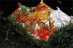 2025年第0854贴-苏州留园纪实旅拍（1211）