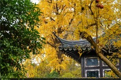 2025年第0854贴-苏州留园纪实旅拍（1211）