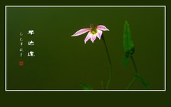 小巧可爱的半边莲花