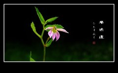 小巧可爱的半边莲花