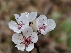 拍摄花卉一（931）