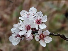 拍摄花卉一（931）