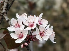 拍摄花卉一（931）