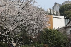 望月公园早樱开了--5