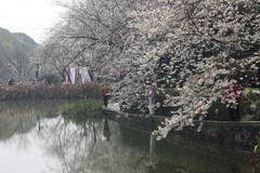 望月公园早樱开了--5