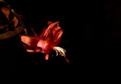 2026花卉植物赏析【1】