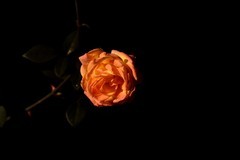 2026花卉植物赏析【1】