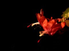 2026花卉植物赏析【1】