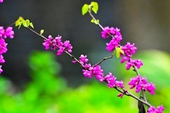 紫荆花开红艳艳