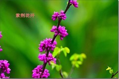 紫荆花开红艳艳