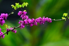 紫荆花开红艳艳