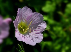 月见草