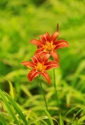 大花萱草