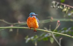 小翠鸟（十八）