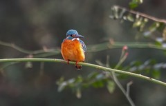 小翠鸟（十八）