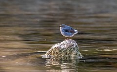 红尾水鸲（十三）