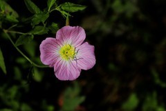 月见草花