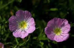 月见草花