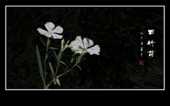 色彩艳丽的石竹花