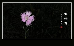 色彩艳丽的石竹花